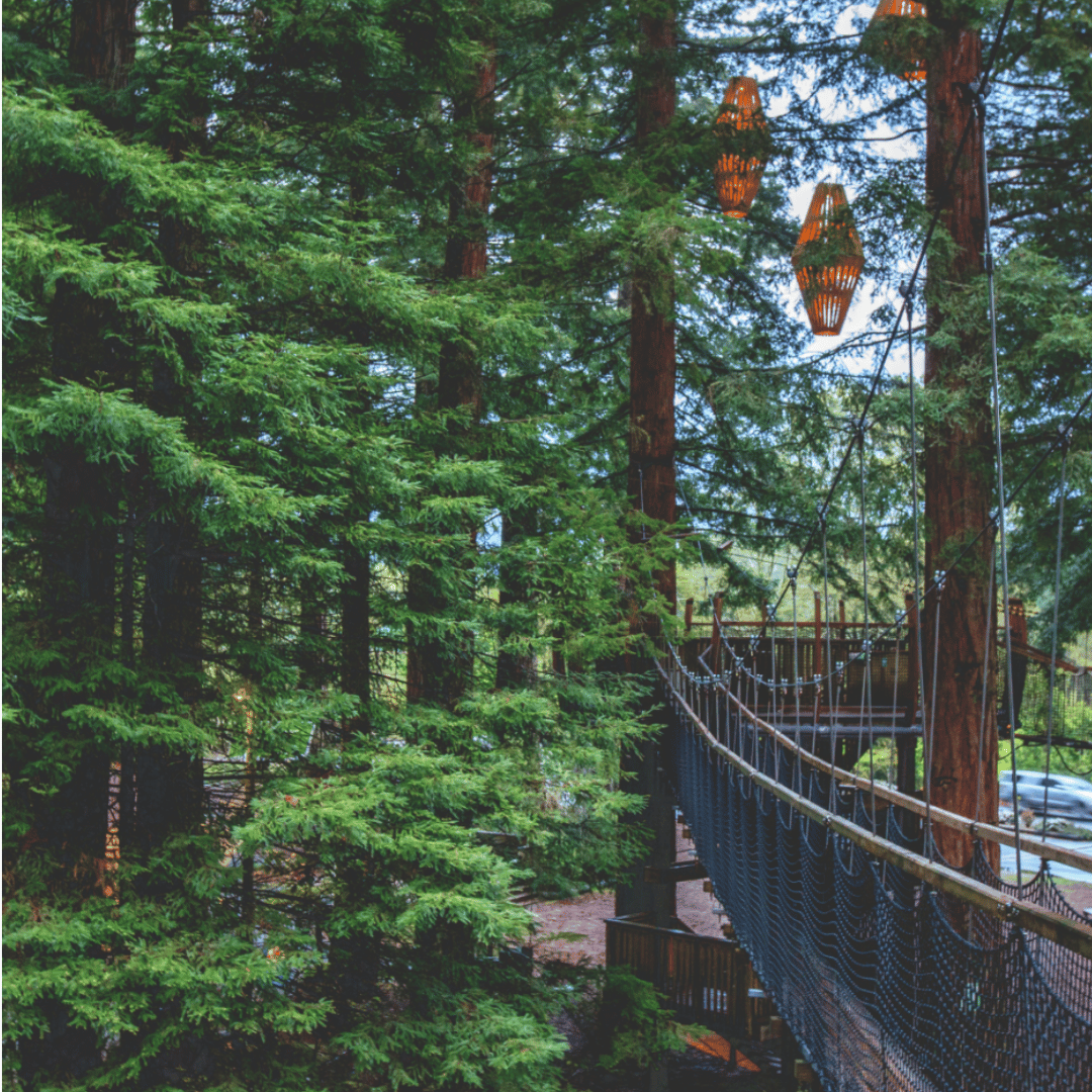 Nature Based Solution Mynativeforest